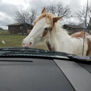 Meet your Posher, Susan